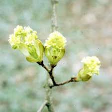 Attēlu rezultāti vaicājumam “Acer platanoides flower”