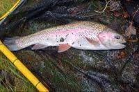 Image result for Oncorhynchus mykiss