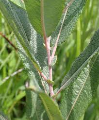 Attēlu rezultāti vaicājumam “Salix lapponum leaf”