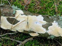 Attēlu rezultāti vaicājumam “Diplomitoporus flavescens”