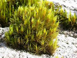 Attēlu rezultāti vaicājumam “Campylopus pyriformis”