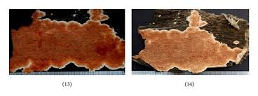 Attēlu rezultāti vaicājumam “Steccherinum bourdotii”