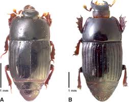 Attēlu rezultāti vaicājumam “Histeridae”