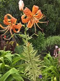 Attēlu rezultāti vaicājumam “Lilium lancifolium”