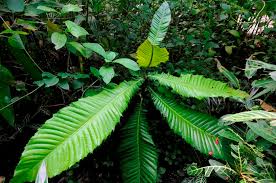 Attēlu rezultāti vaicājumam “Campylium chrysophyllum”