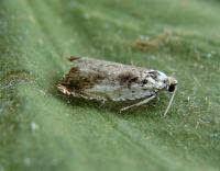 Attēlu rezultāti vaicājumam “Ancylis laetana”