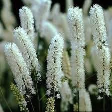 Image result for Silberkerze