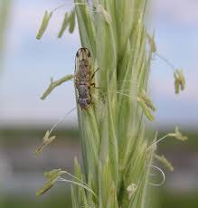 Attēlu rezultāti vaicājumam “Tetanops myopina”