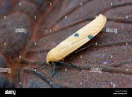 Attēlu rezultāti vaicājumam “Lithosia quadra female”