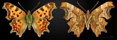 Attēlu rezultāti vaicājumam “Polygonia c-album underside”