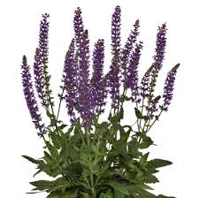 Attēlu rezultāti vaicājumam “Salvia nemorosa”