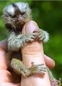 Monkeyss! Aww I Love Monkeys! <333 | Publish with Glogster!