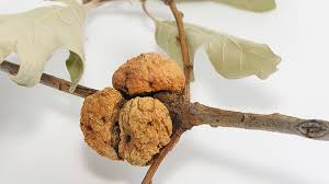 Attēlu rezultāti vaicājumam “gall”