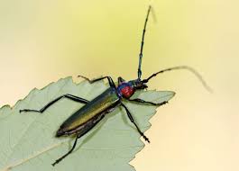 Attēlu rezultāti vaicājumam “Aromia moschata”