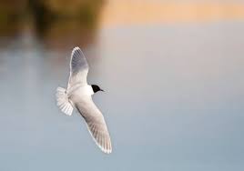 Attēlu rezultāti vaicājumam “Larus minutus”