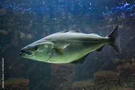 Image result for Pollachius virens