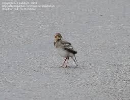 Attēlu rezultāti vaicājumam “Motacilla alba juvenile”