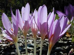 Attēlu rezultāti vaicājumam “Colchicum luteum flower”