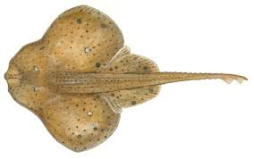 Image result for Leucoraja ocellata