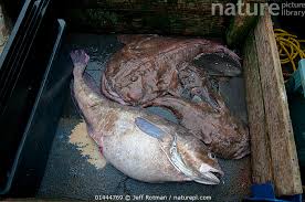 Image result for Lophius americanus