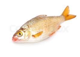 Attēlu rezultāti vaicājumam “Rutilus rutilus”