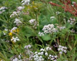 Attēlu rezultāti vaicājumam “Torilis japonica leaf”