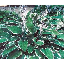 Image result for Hosta fortunei albomarginata
