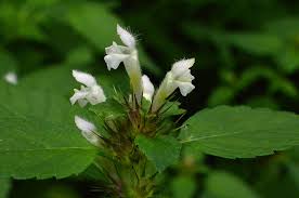 Attēlu rezultāti vaicājumam “Galeopsis tetrahit flower”