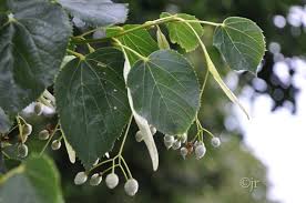 Attēlu rezultāti vaicājumam “Populus laurifolia”