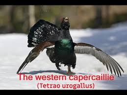 Attēlu rezultāti vaicājumam “Tetrao urogallus”