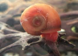 Attēlu rezultāti vaicājumam “Planorbis planorbis”