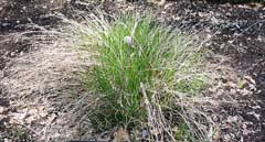 Attēlu rezultāti vaicājumam “Juncus balticus”