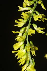 Attēlu rezultāti vaicājumam “Melilotus wolgicus flower”