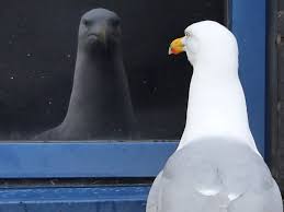 Image result for Wigan Seagulls