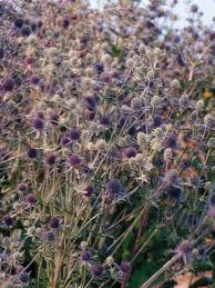 Attēlu rezultāti vaicājumam “Eryngium planum”