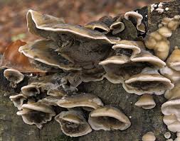 Attēlu rezultāti vaicājumam “Bjerkandera fumosa”