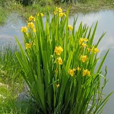 Attēlu rezultāti vaicājumam “Iris pseudacorus”