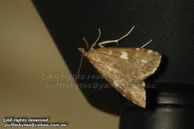 Attēlu rezultāti vaicājumam “Udea olivalis”