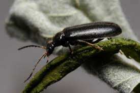 Attēlu rezultāti vaicājumam “Pyrochroidae”