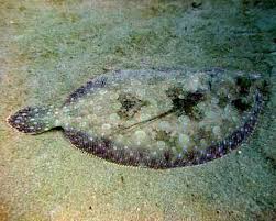 Image result for Paralichthys albigutta