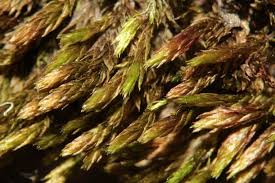 Attēlu rezultāti vaicājumam “Bryum rubens”