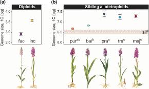 Attēlu rezultāti vaicājumam “Dactylorhiza majalis subsp. baltica bud”