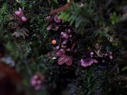 Attēlu rezultāti vaicājumam “Ascocoryne sarcoides”