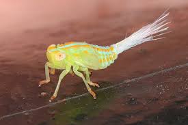 Attēlu rezultāti vaicājumam “Aphodius sp. imago”