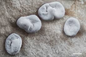 Attēlu rezultāti vaicājumam “Physarum diderma”