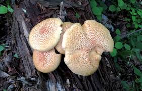 Attēlu rezultāti vaicājumam “Lentinus lepideus”