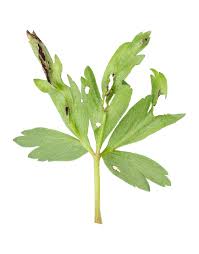 Attēlu rezultāti vaicājumam “Tranzschelia anemones”