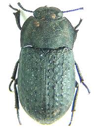 Attēlu rezultāti vaicājumam “Opatrum sabulosum”