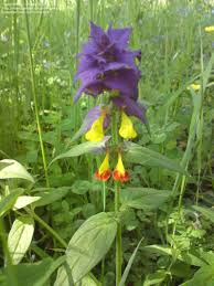 Attēlu rezultāti vaicājumam “Melampyrum nemorosum”