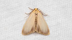 Attēlu rezultāti vaicājumam “Eilema depressa”